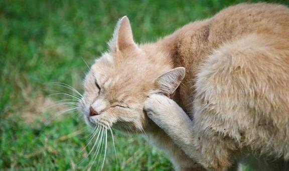 老年貓飼養注意事項有哪些?_貓咪_腸胃_功能