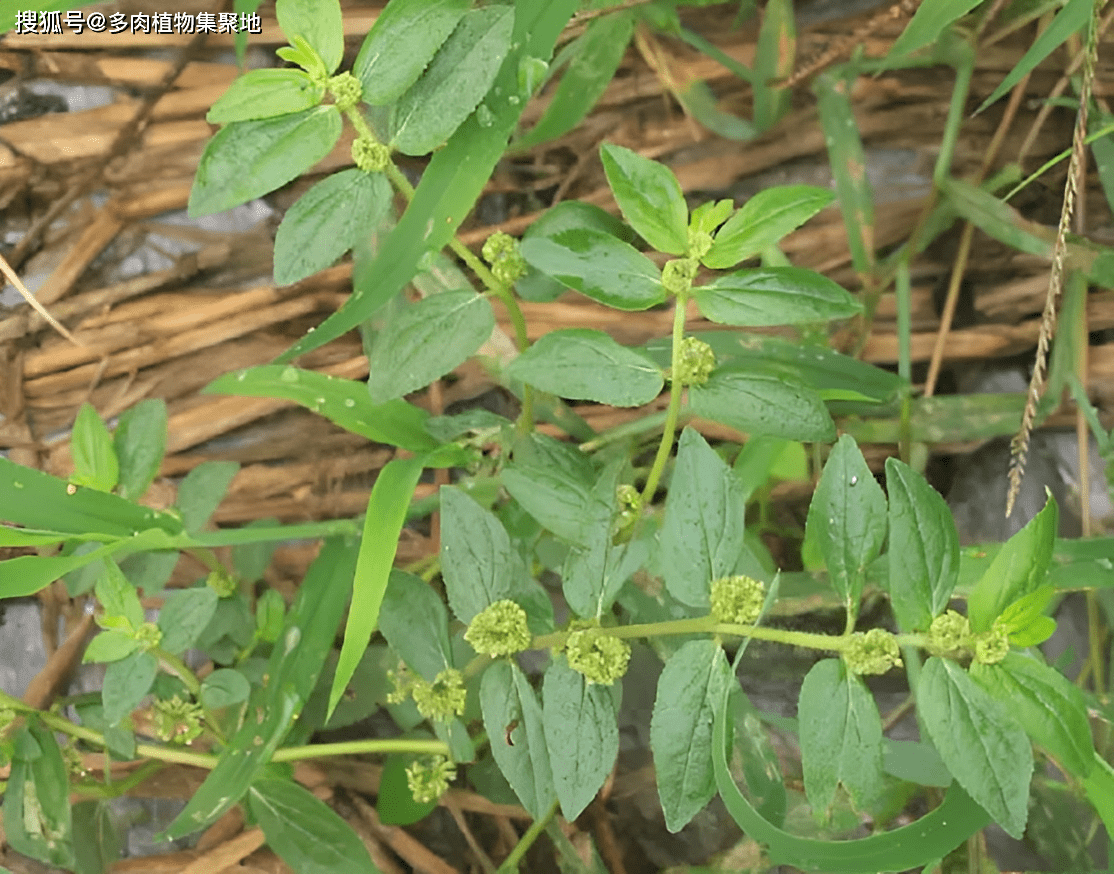 《福建中草药》里都提到了它药用价值高,在民间飞扬草还有"止痒草之 