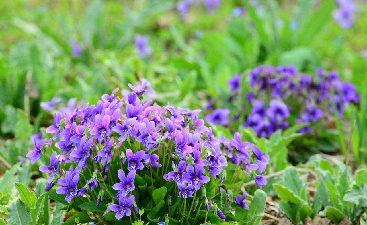 常见的紫色野花图片