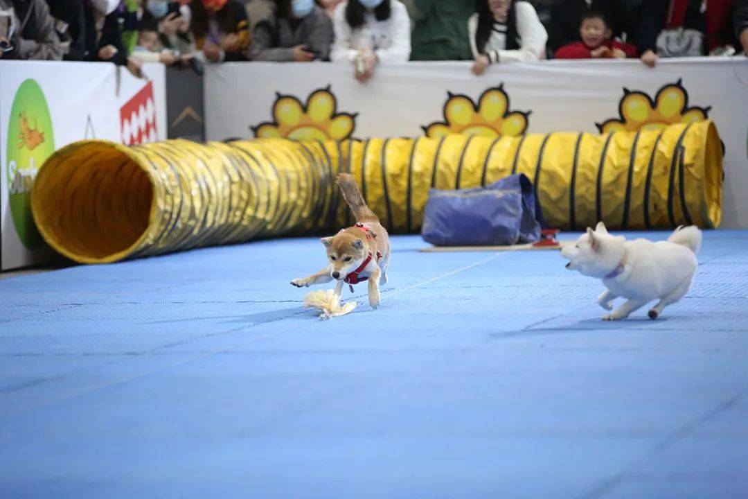 宝仔屋宠物嘉年华,将首次登陆武汉国际潮宠展,精彩内容一睹为快吧!