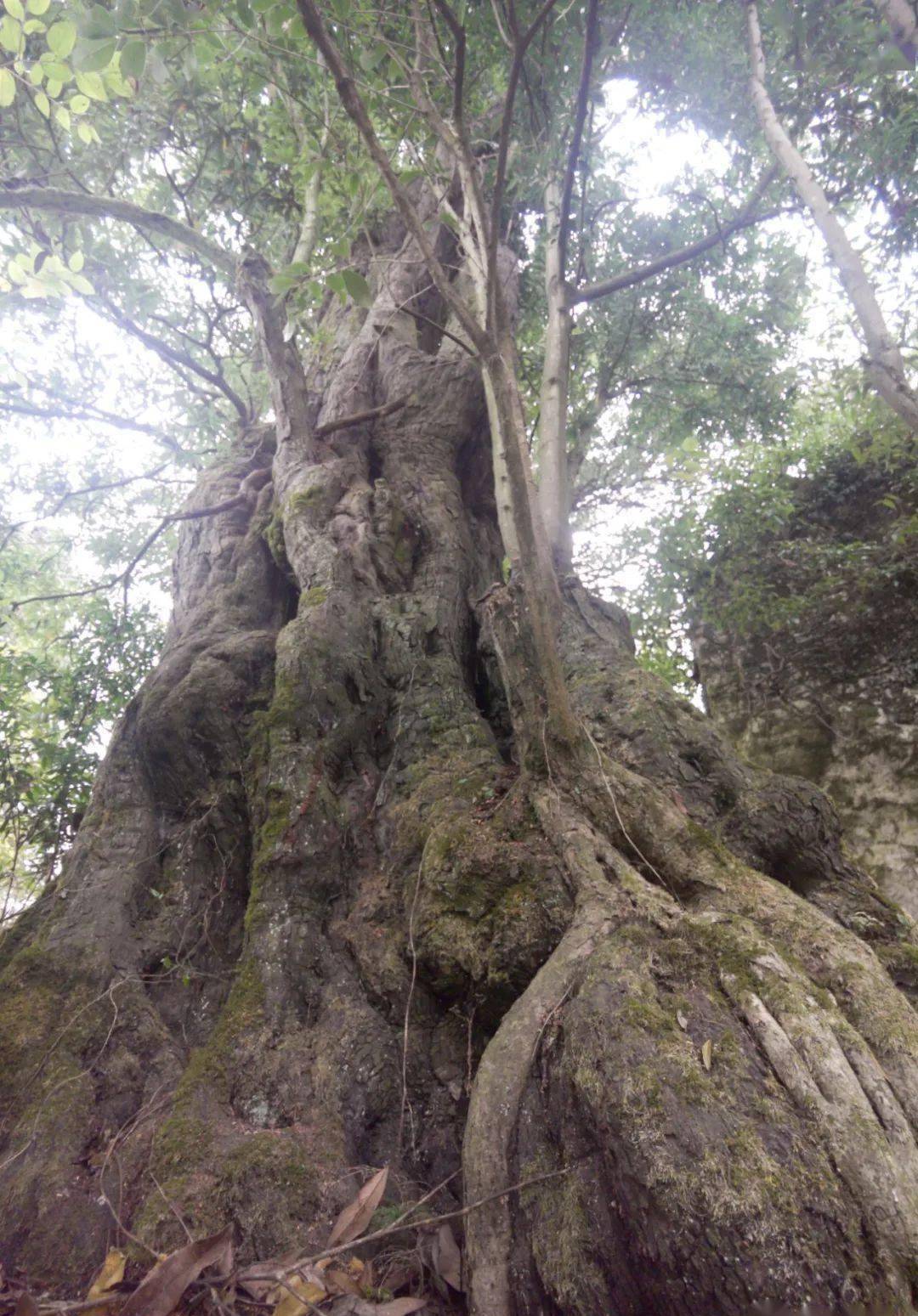 贵州发现"国宝级"古树金弹子,果实有毒却被人追捧_树桩_盆景_土豆