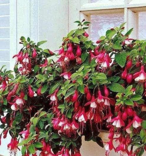 倒挂金钟何时修剪?如何摘心抹芽?_开花_进行_品种