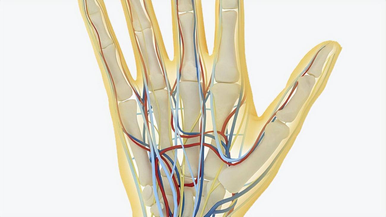 血管_静脉_太阳穴