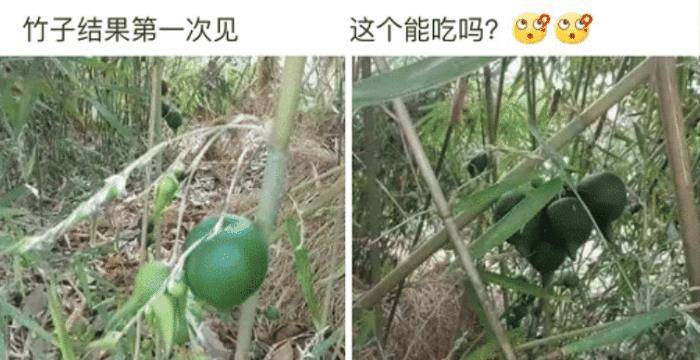 唐果子非遗申请结果（唐果子点心制作方法） 第3张