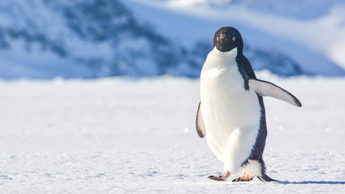 极地之南的奇幻旅行-去南极看小企鹅,值得一辈子去一次_quark_海洋