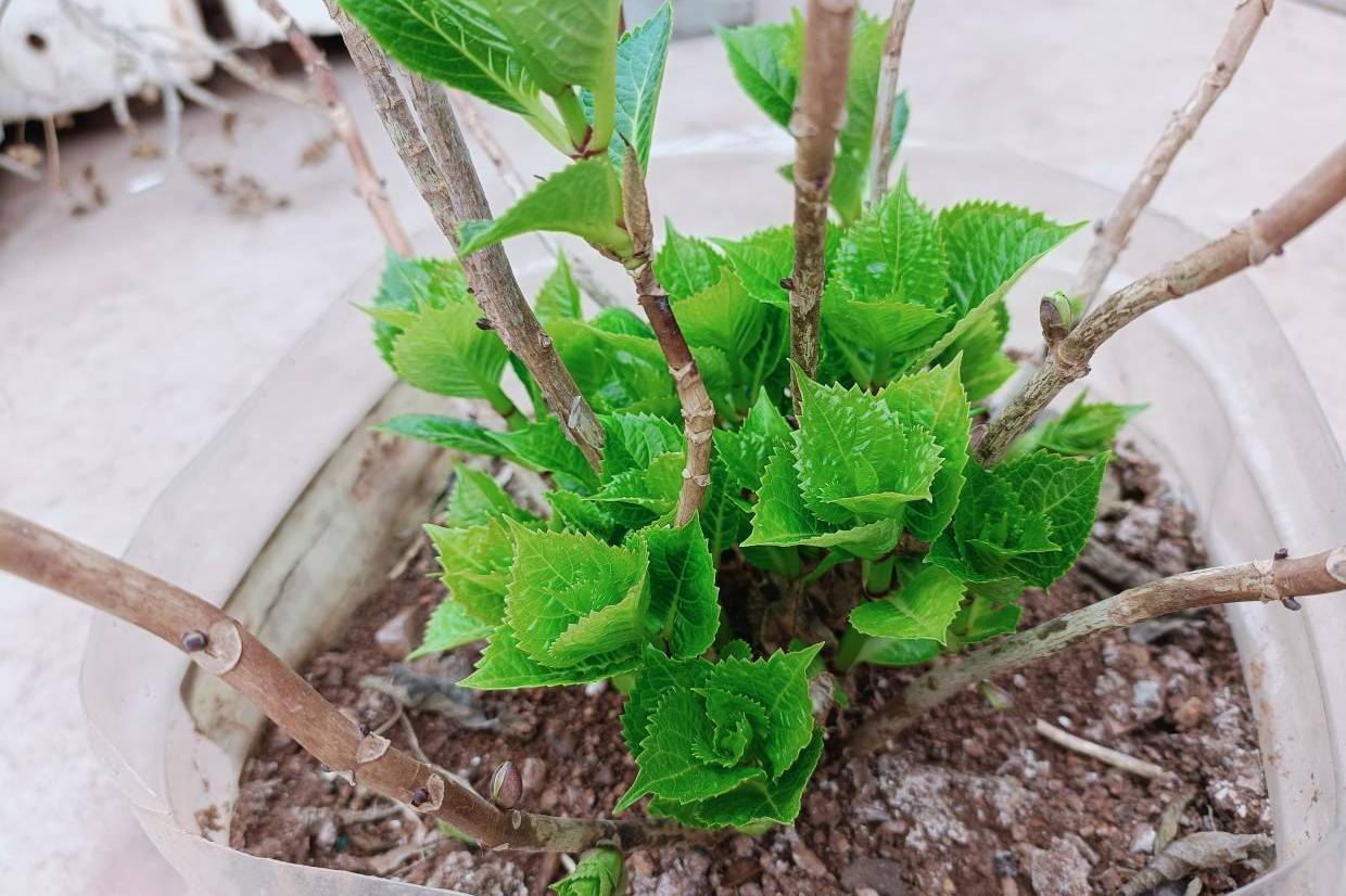 绣球花新芽黑化枯死图片