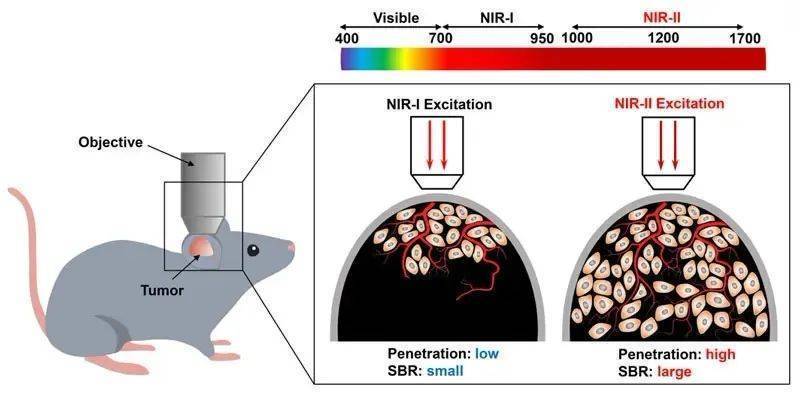 【近红外小动物活体成像】