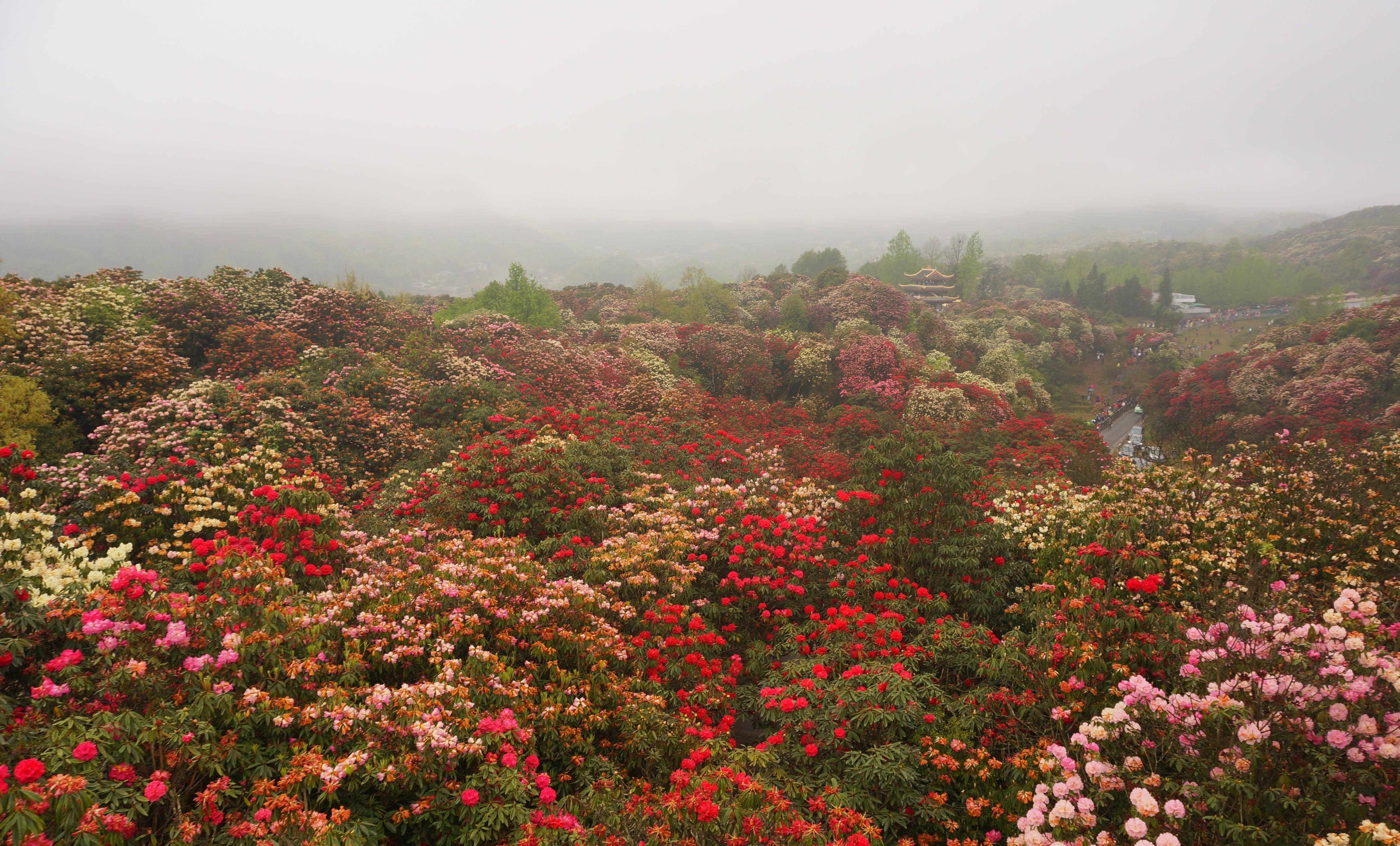 贵州毕节杜鹃花海图片图片