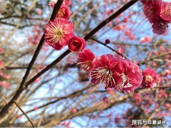 宋韵_山水_梅花