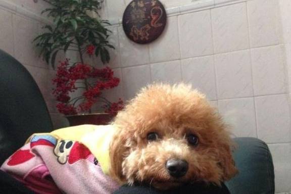 泰迪喝酒却蹦迪,嗨了一晚主人却累坏了,网友:注意狗狗的眼神!