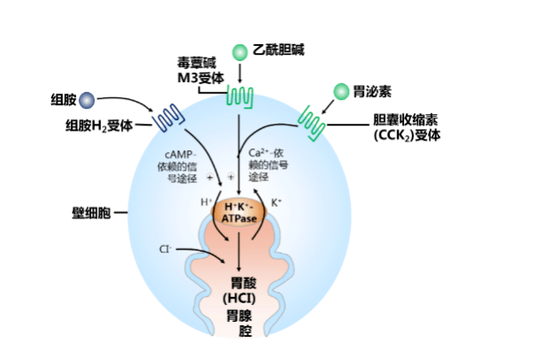 p-cab是一种新型胃酸分泌抑制剂,抑酸作用等同或强于ppi,其作用机制不