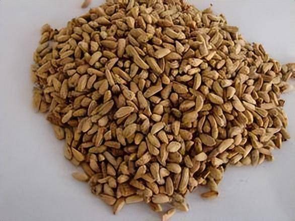 新陈蔬菜种子鉴别方法_表皮_绿色_种皮