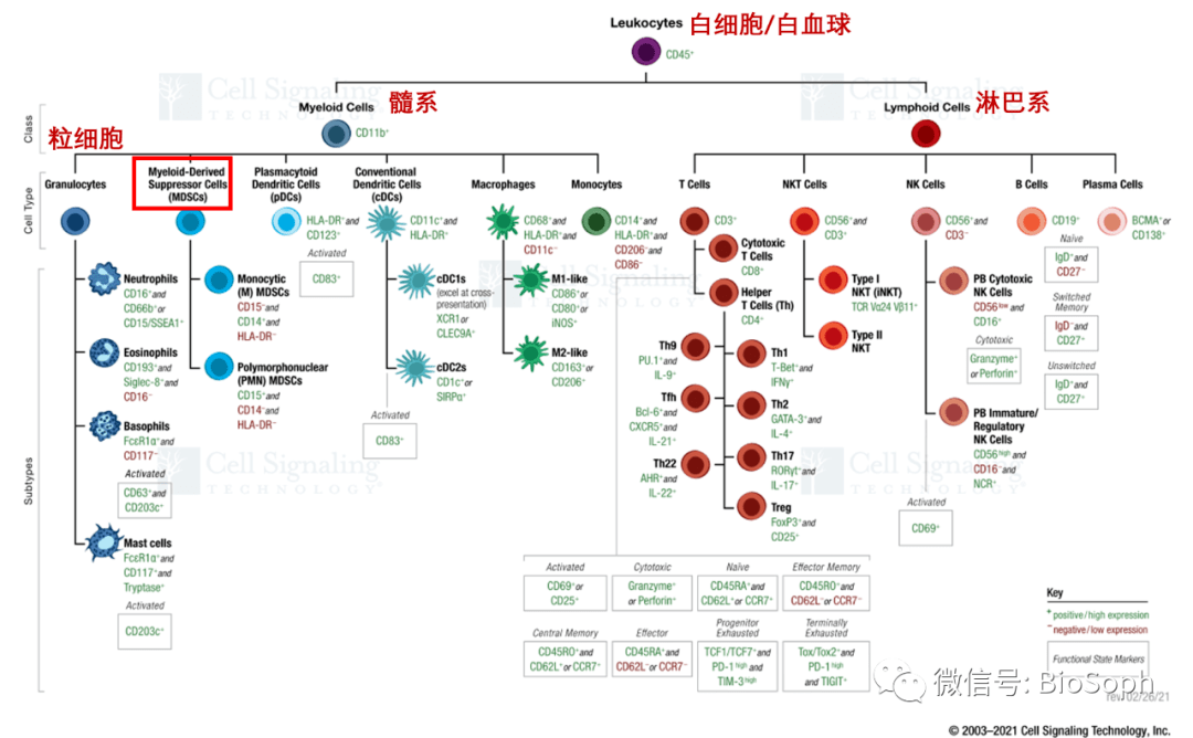 在读文献时,经常会看到骨髓来源抑制细胞(mdscs),根据其来源可分为单