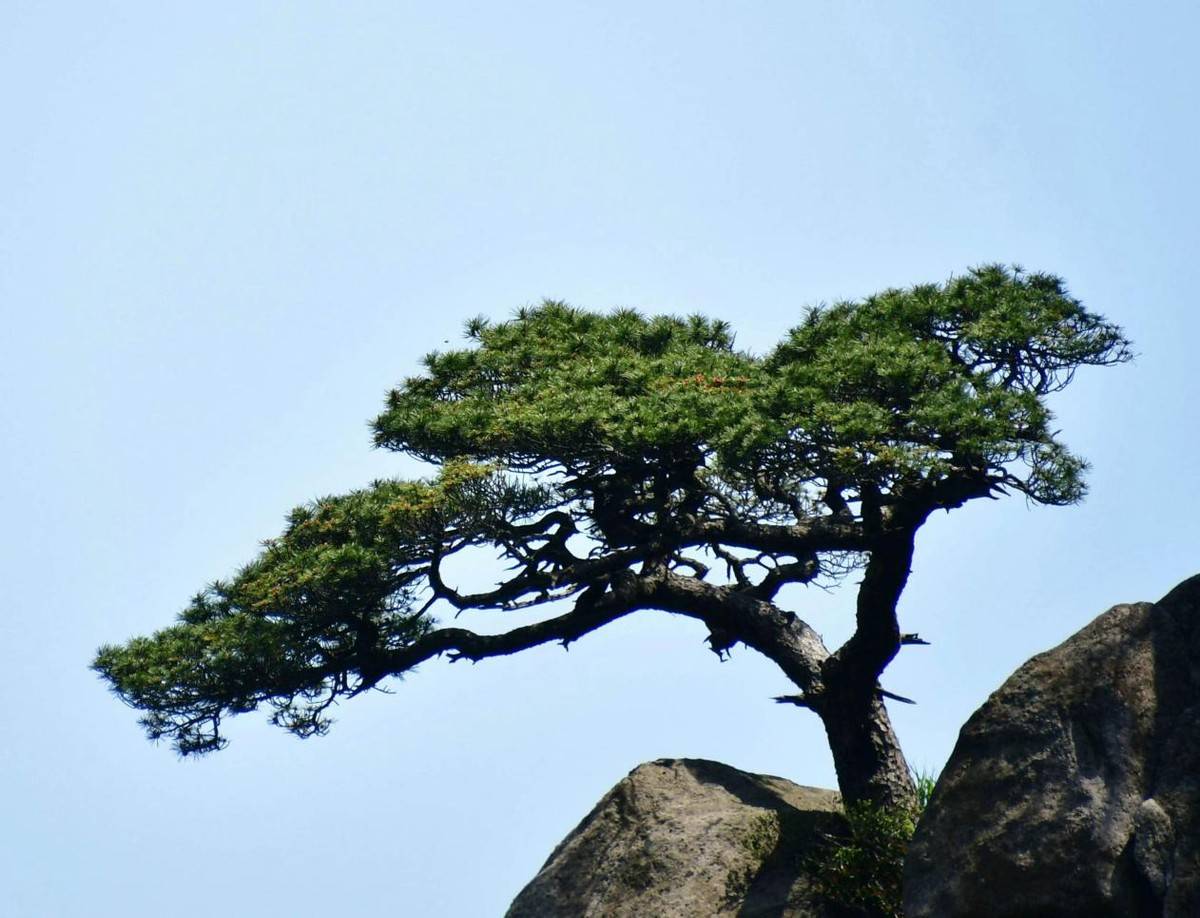 一棵青松树图片图片