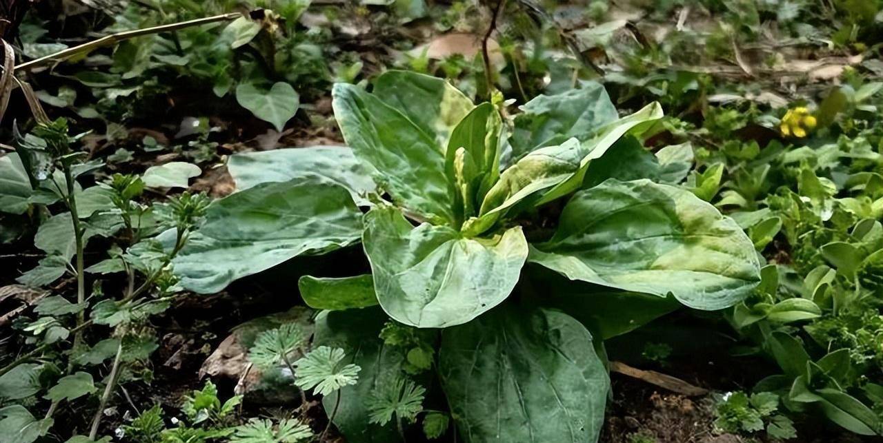 叶片似猪耳朵,民间俗称"利尿草",村民看到就挖走,十分珍贵_食用_农村