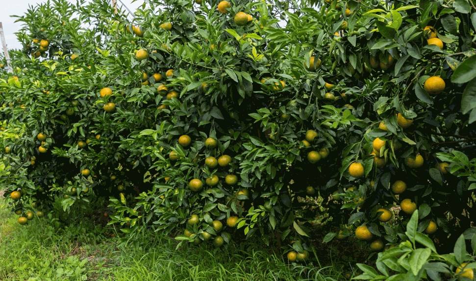 这么青的大青桔,我要是吃了算我输!_蜜柑_果肉_皇帝