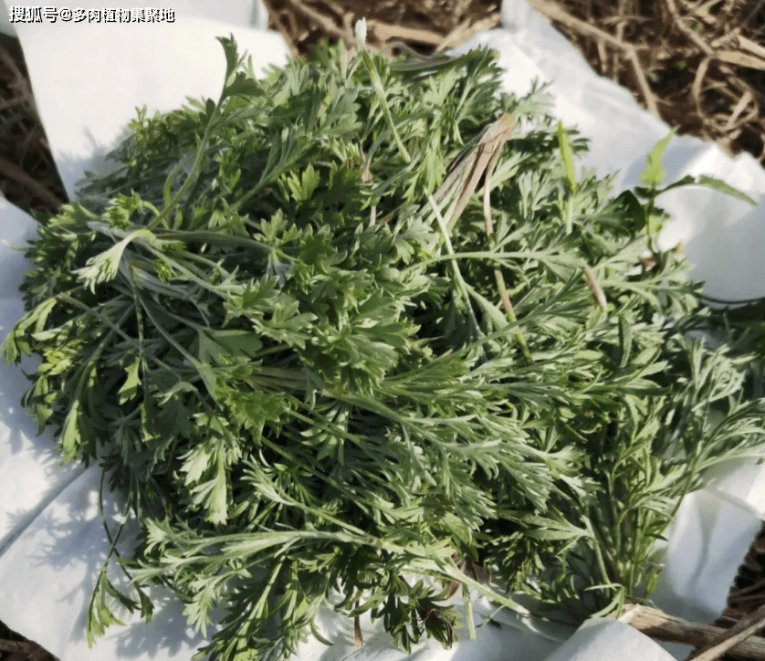 白蒿是一種菊科的野生植物,也是二年生的草本植物,這種植物還是有一些