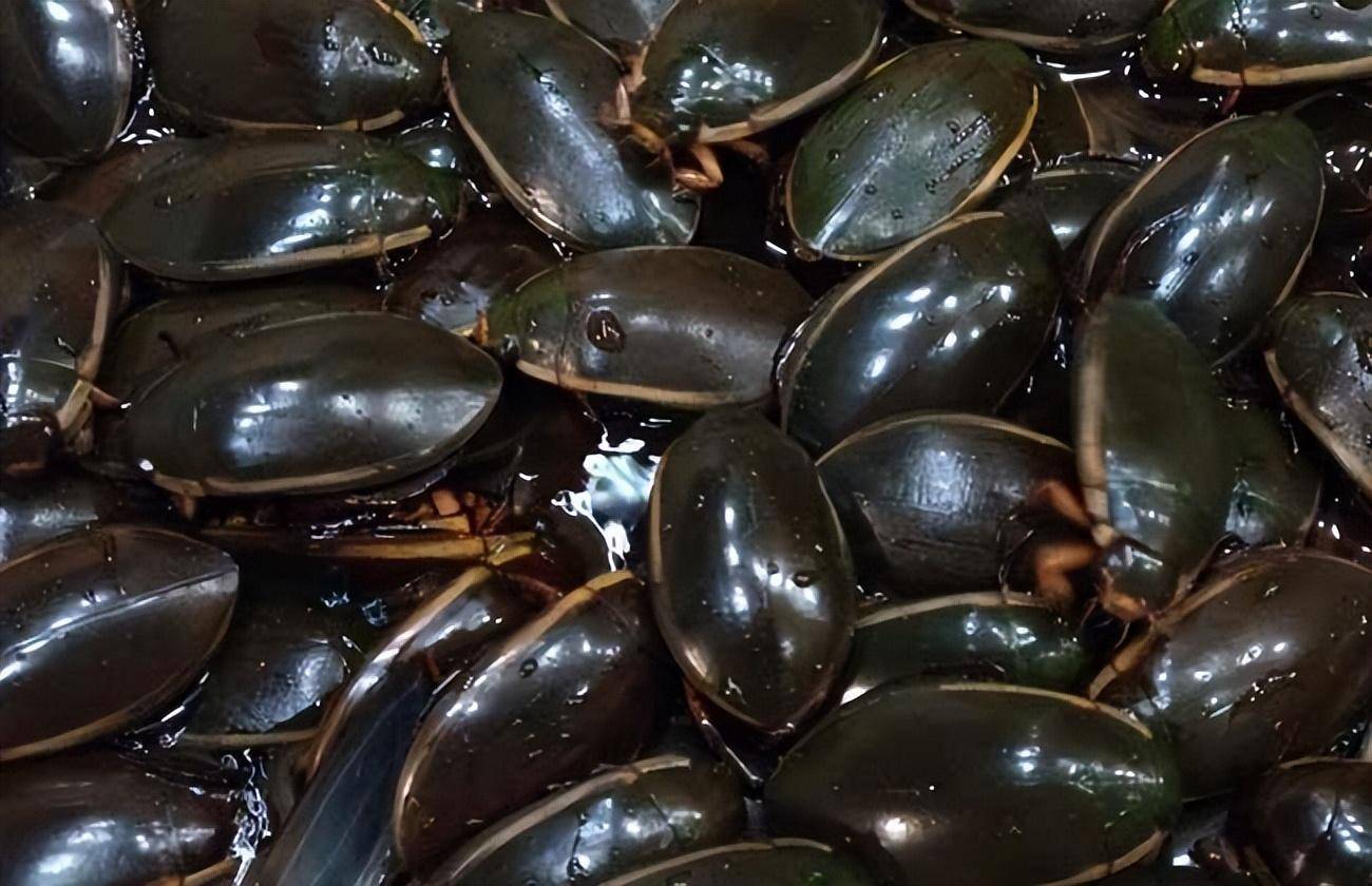 美食_中国_野味