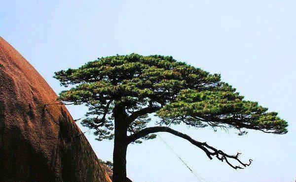 中国5棵最贵的树图片