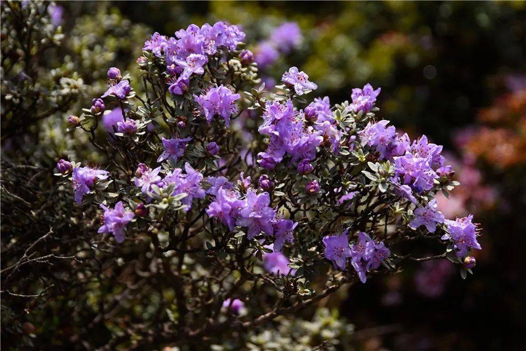 四川大凉山金阳索玛花,昭觉,美姑彝族村落,赶集,田园村庄纪实摄影团