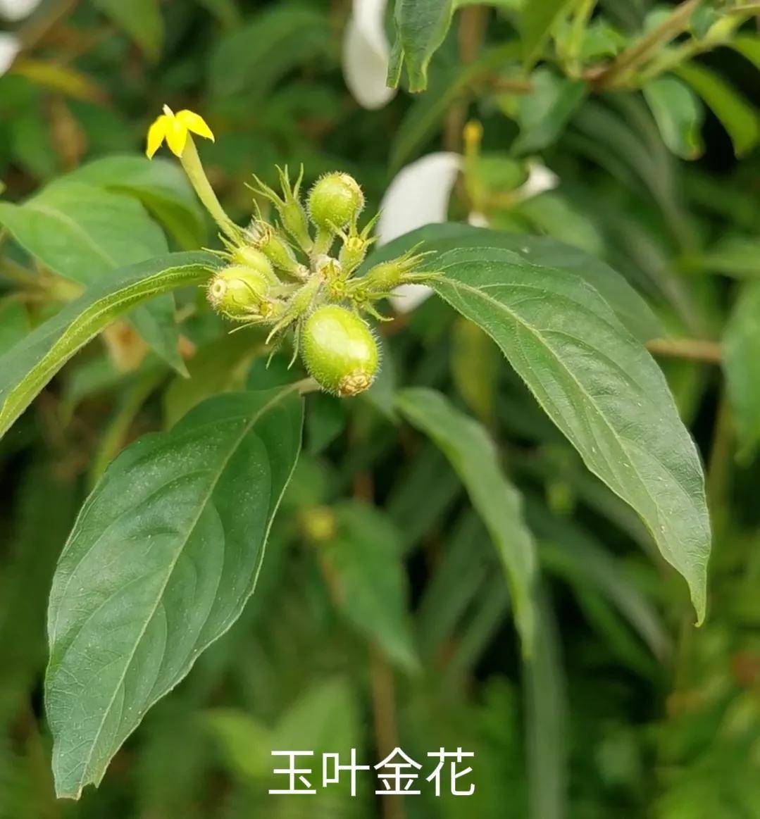 玉叶金花,常用凉茶原料,可用于防治中暑,感冒发烧口舌生疮咽痛_主治