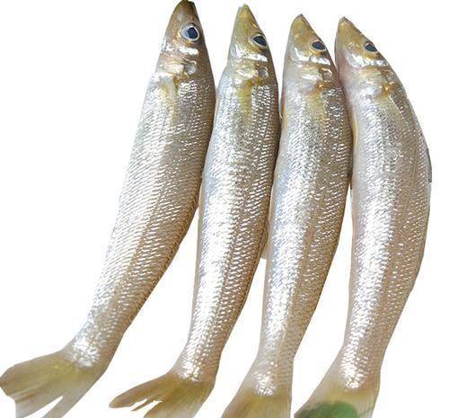 研究发现,目前嘌呤含量比较高的海鲜有沙丁鱼,凤尾鱼,小虾,贝壳类等