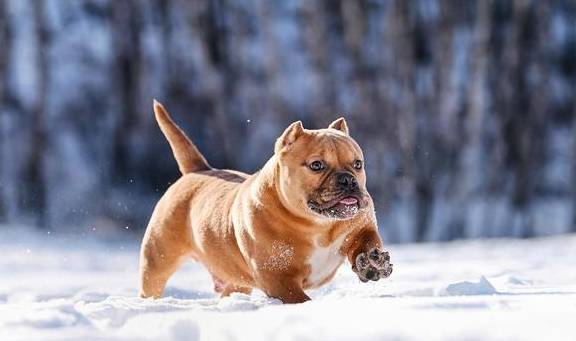 恶霸犬凶猛不凶悍恶霸犬看起来非常凶猛,但它们并不