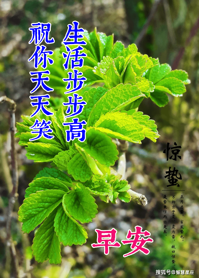 节气最新早安问候动态表情图片,祝福节日快乐美图大全