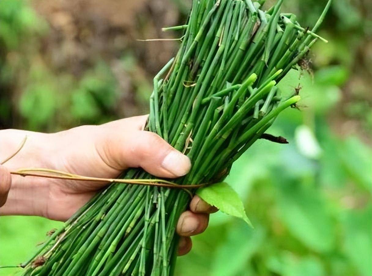 节节草是什么呢?