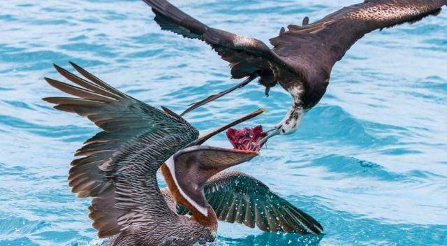 動物科普:鳥類中的飛行冠軍——軍艦鳥_飛魚_時候_雌鳥