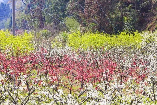 广东乐昌九峰桃花节图片