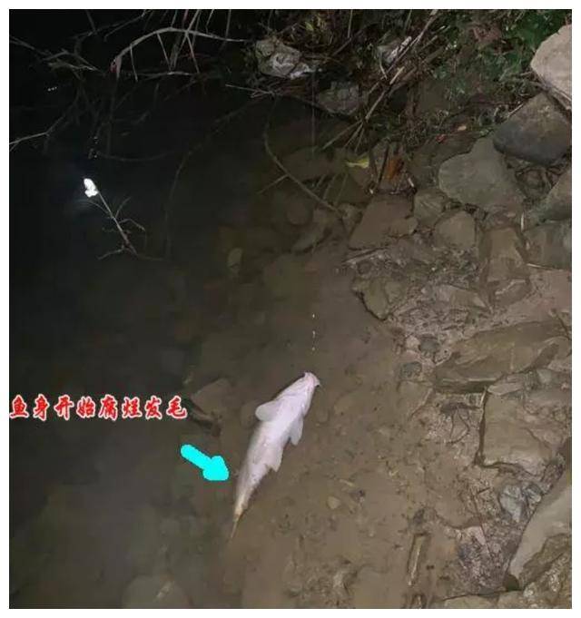 死鱼正口收竿就走?