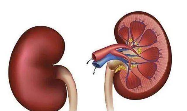 一喝水就有尿的人,与喝水多没尿的人,哪种的肾功能比较好?