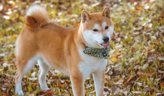 柴犬是哪个国家的品种犬？(柴犬原产于哪个国家)