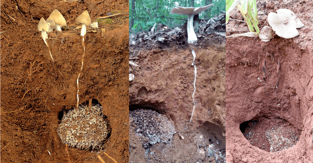 楚雄这里的"白蚁鸡枞"出土啦!_种植_蚁巢_巢体上