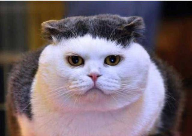 猫咪因为刘海而走红,仔细一看它的刘海,笑喷:哪个汪师傅剪的?