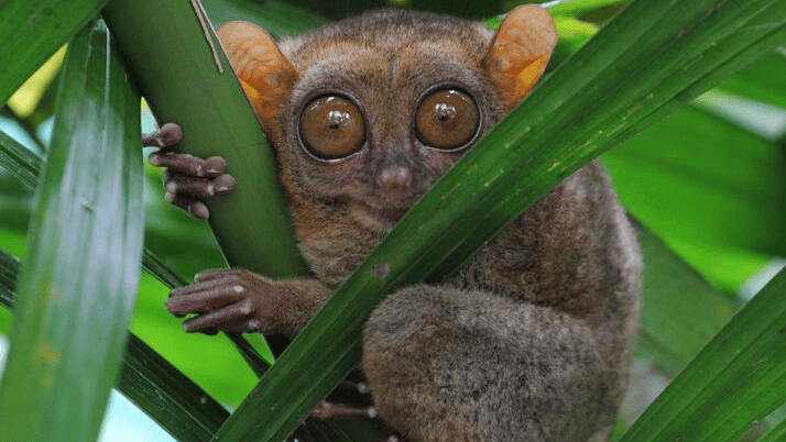 介绍菲律宾的国宝级动物_保护区_树干_白天