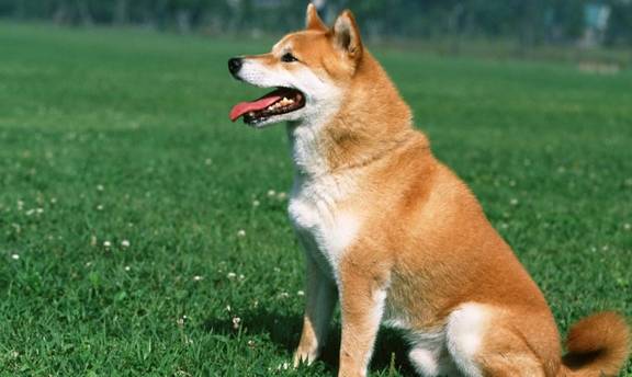 柴犬是哪个国家的品种犬？(柴犬原产于哪个国家)