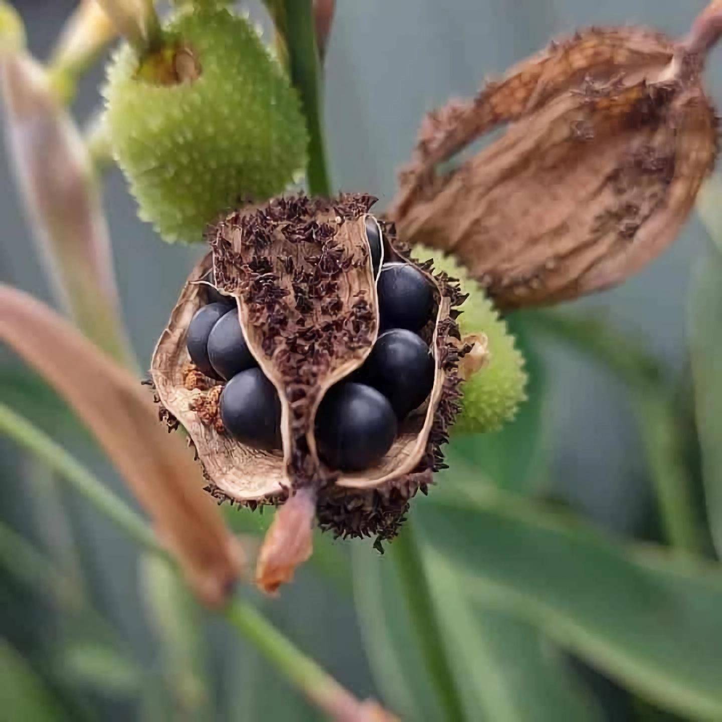 美人蕉种子(canna lily seed)(一五)百香果种子(passionfruit seed)百