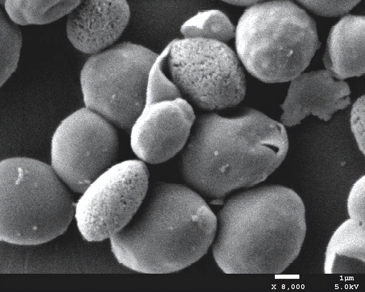 但一些研究人员使用不同的显微镜技术观察酵母细胞壁的变化