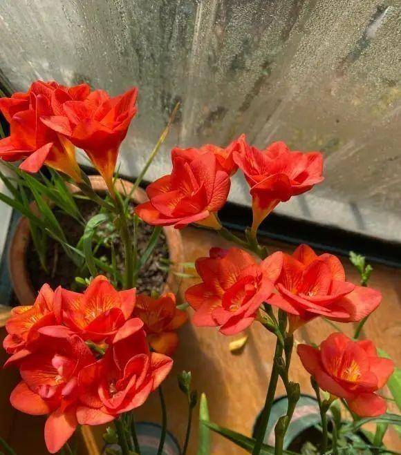 10种“香香花”，春夏入手，养在阳台上，整个室内都是香味_开花_植物_品种