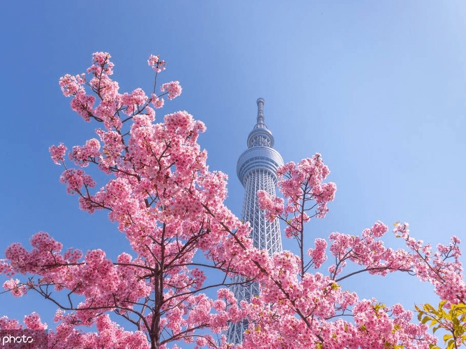 美如画卷日本东京晴空塔与盛放樱花同框