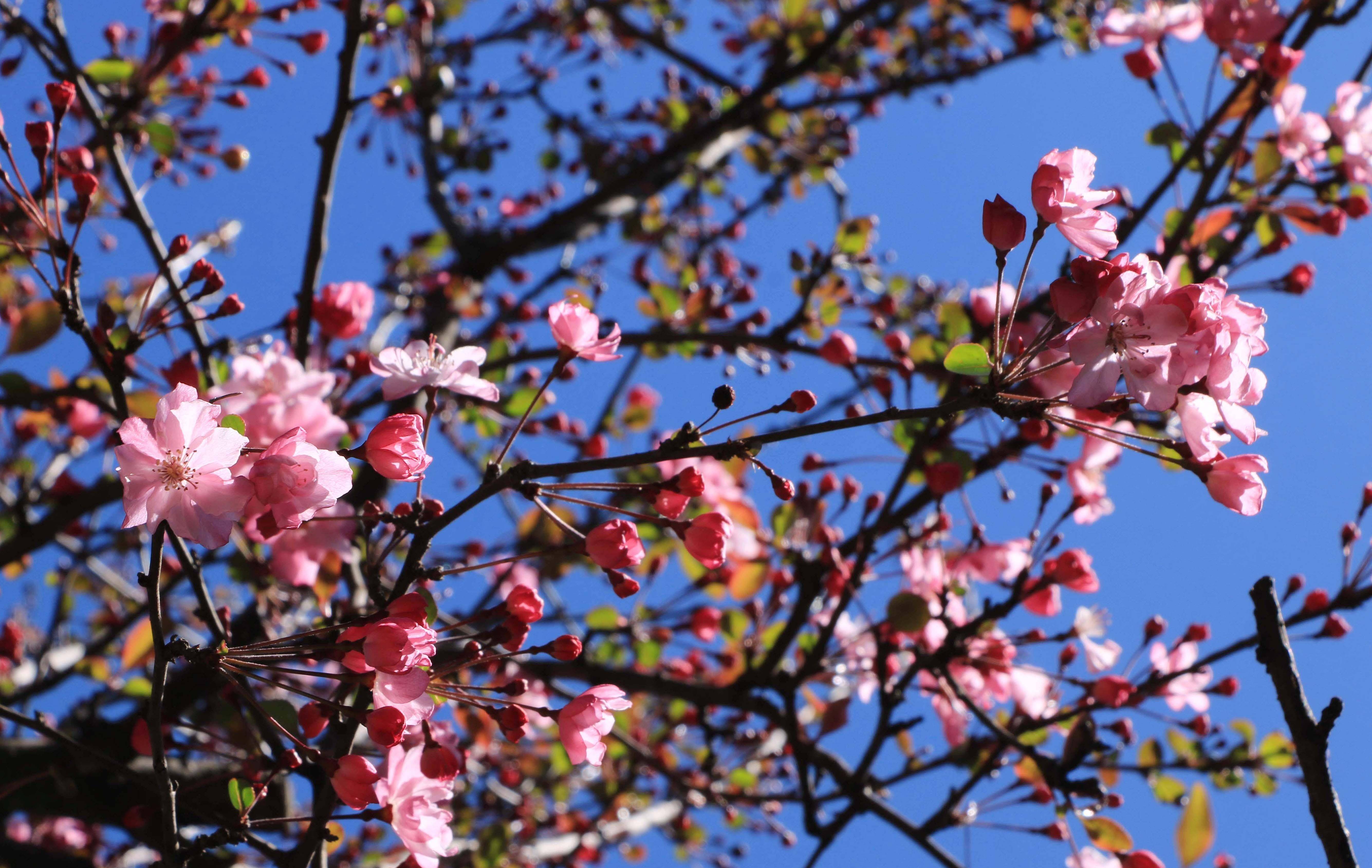 昆明圆通山海棠花娇艳绽放,花开有期美丽盛景等你来欣赏_樱花_时候