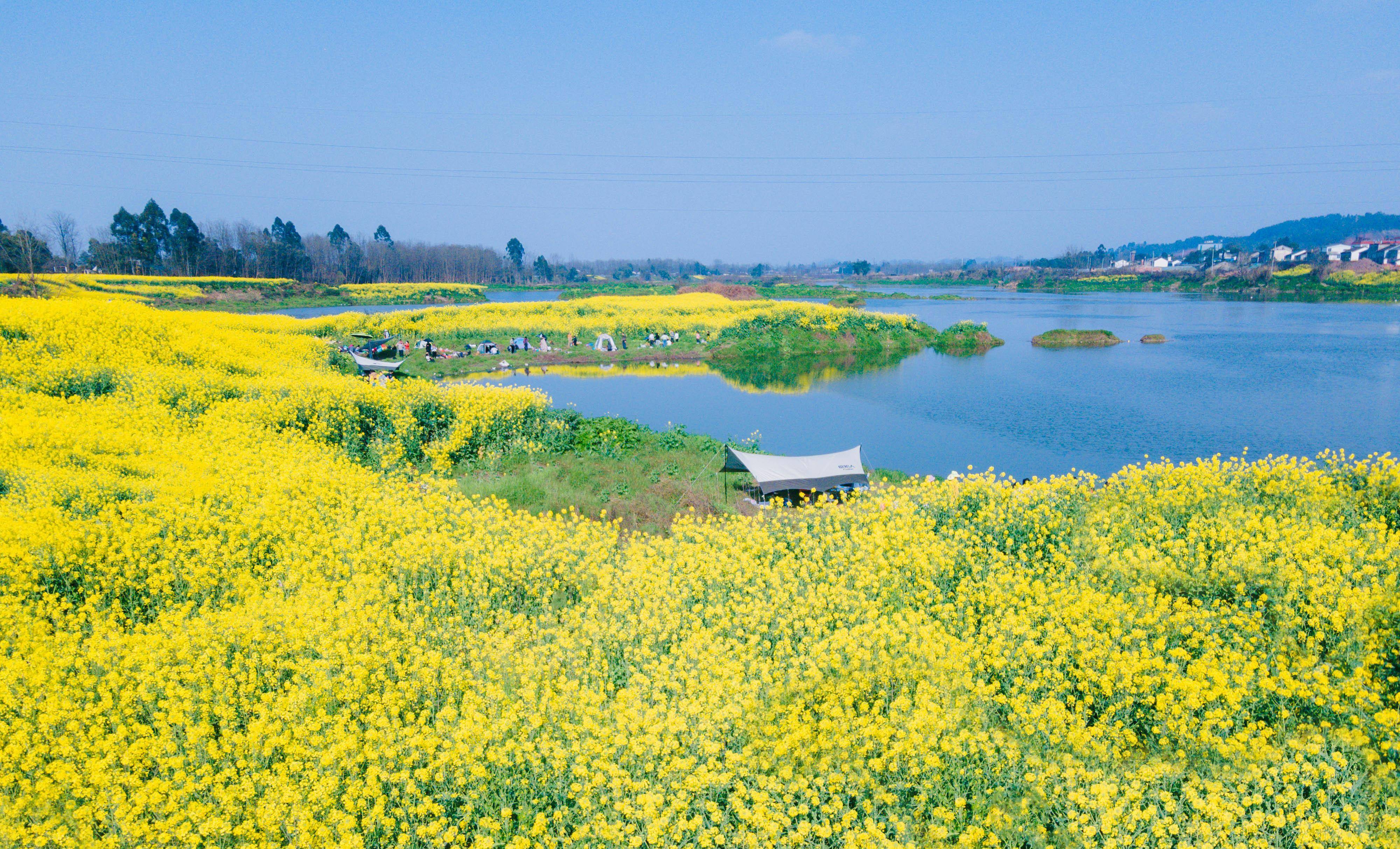 2022邛崃两河口油菜花图片