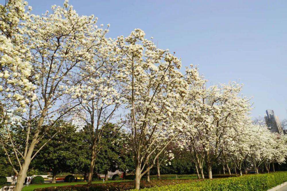 上海市市树市花图片