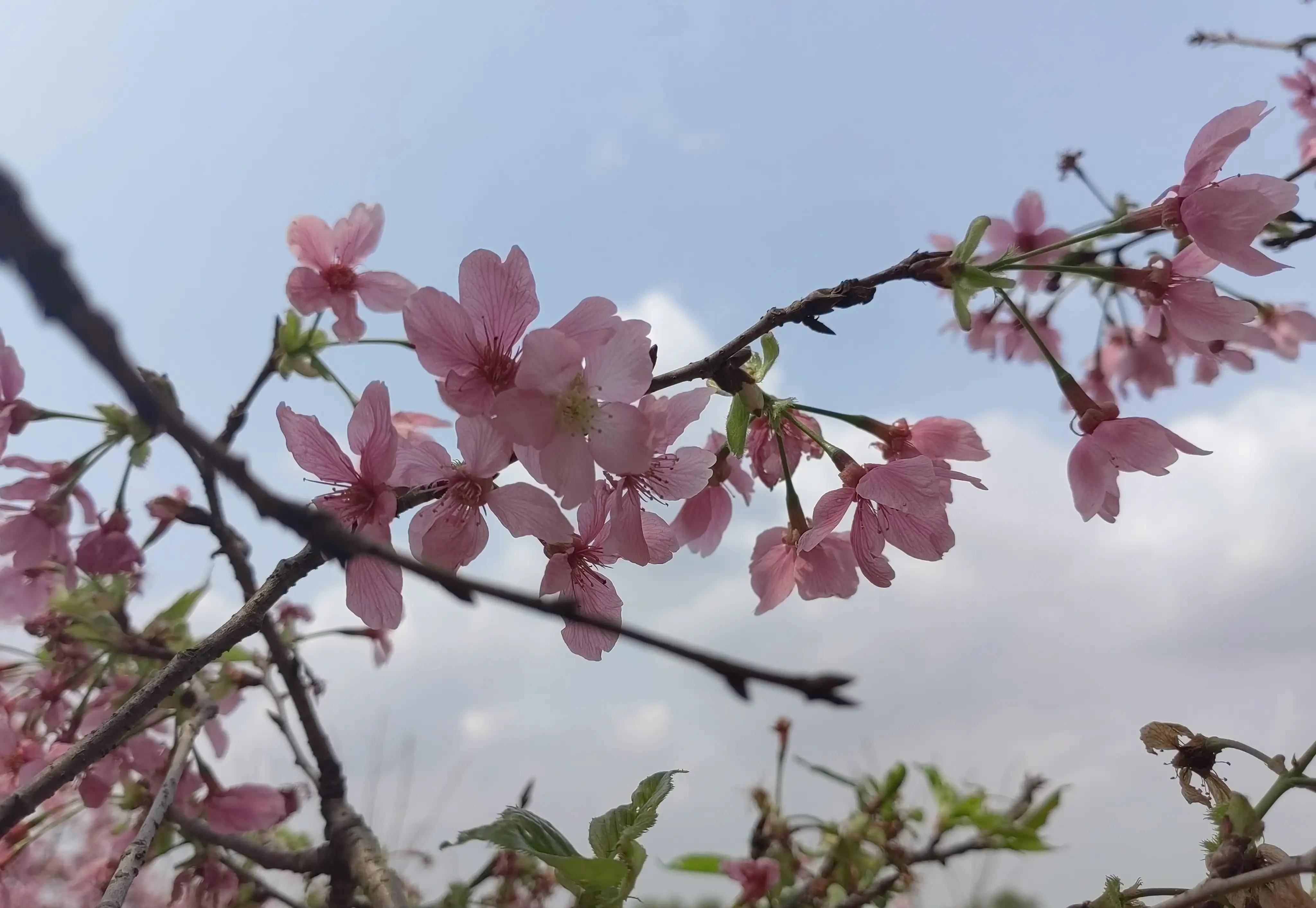 "醉美樱花"打卡广州南沙十八罗汉山森林公园_大道_游客_花卉