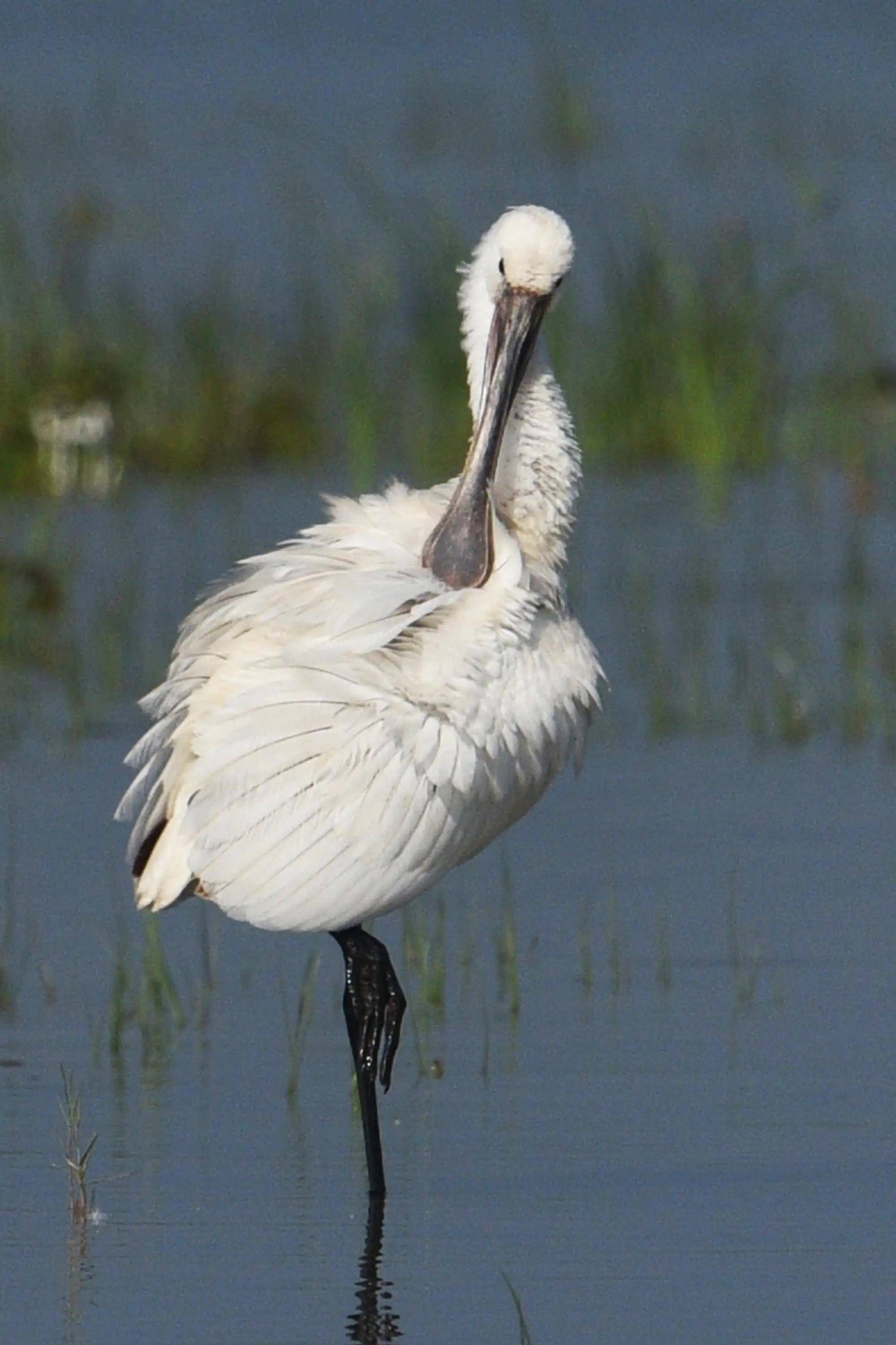 它是荷兰的国鸟,详细了解白琵鹭_黄色_浅水_食物