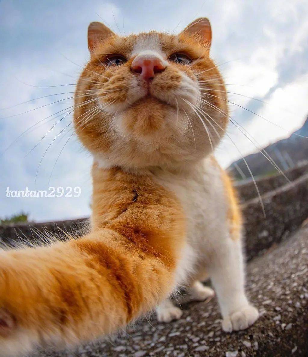 一组失(可)败(爱)的怼脸猫猫头等你进来收!_头像_高清图_后台