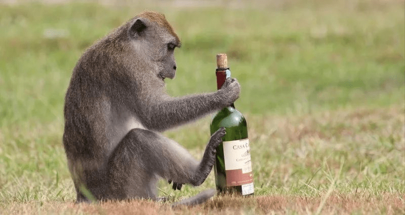 猴子喝醉酒的图片图片
