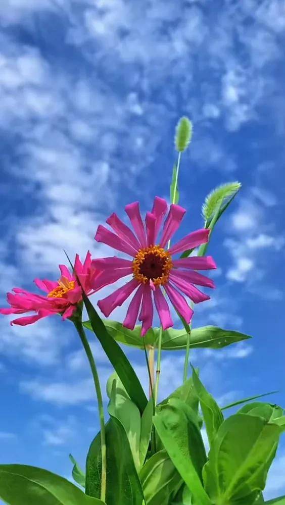 代表生机的花图片